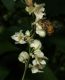 image of Antigonon flavescens