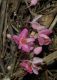 image of Antigonon cinerascens
