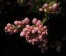 image of Antigonon cinerascens
