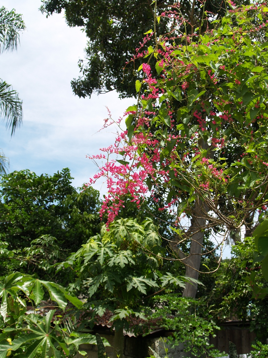 Polygonaceae Antigonon leptopus