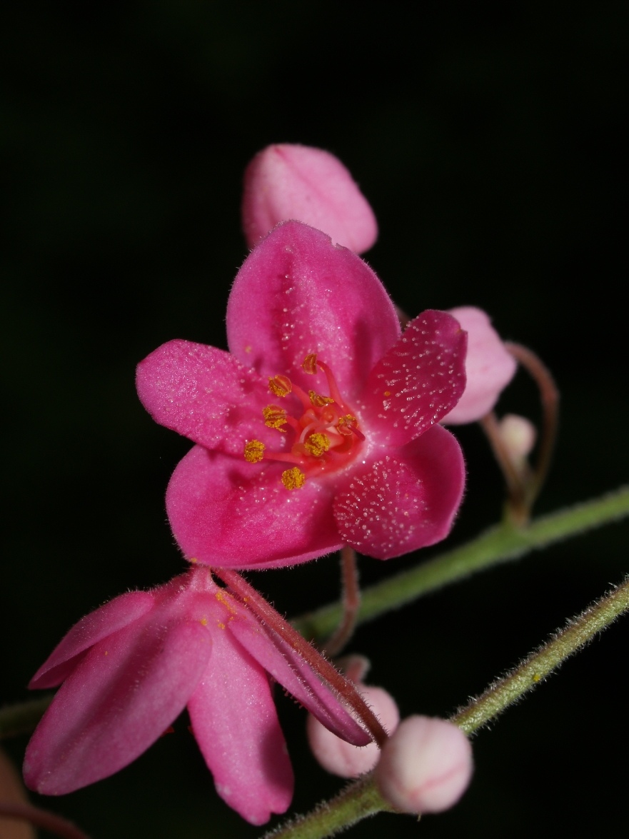 Polygonaceae Antigonon cinerascens