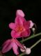 image of Antigonon cinerascens