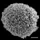 image of Adiantopsis senae