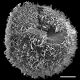 image of Adiantopsis senae