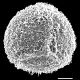 image of Adiantopsis senae
