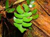 image of Lindsaea falcata