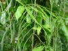 image of Salpichlaena hookeriana