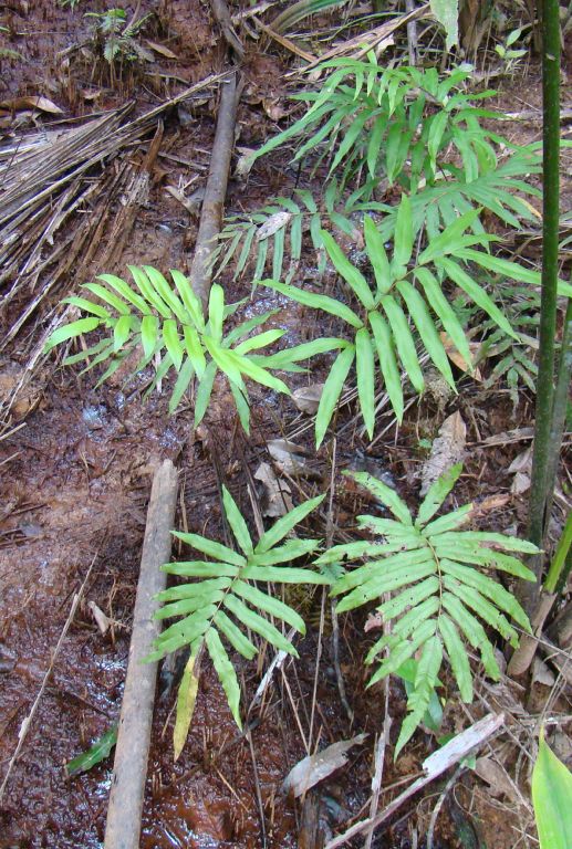 Thelypteridaceae Meniscium arborescens