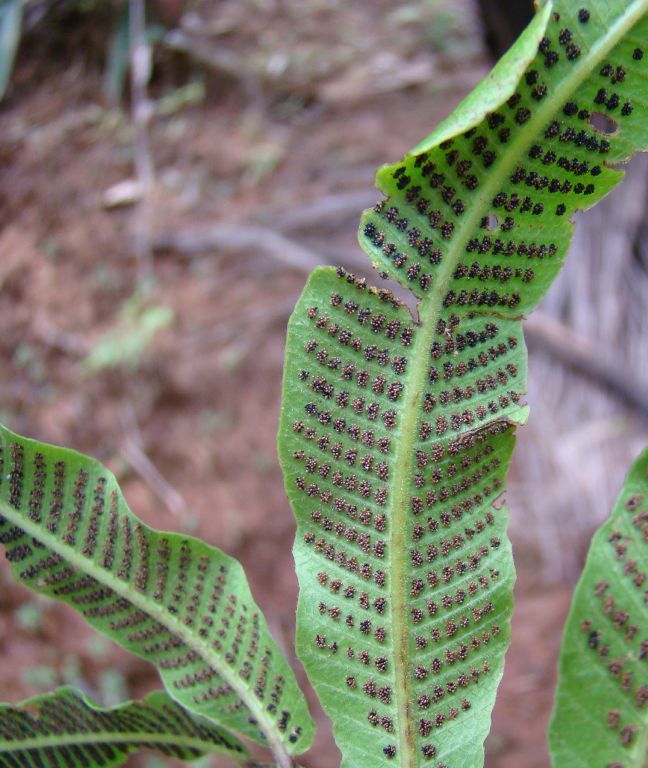 Thelypteridaceae Meniscium aborescens