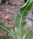 image of Meniscium aborescens