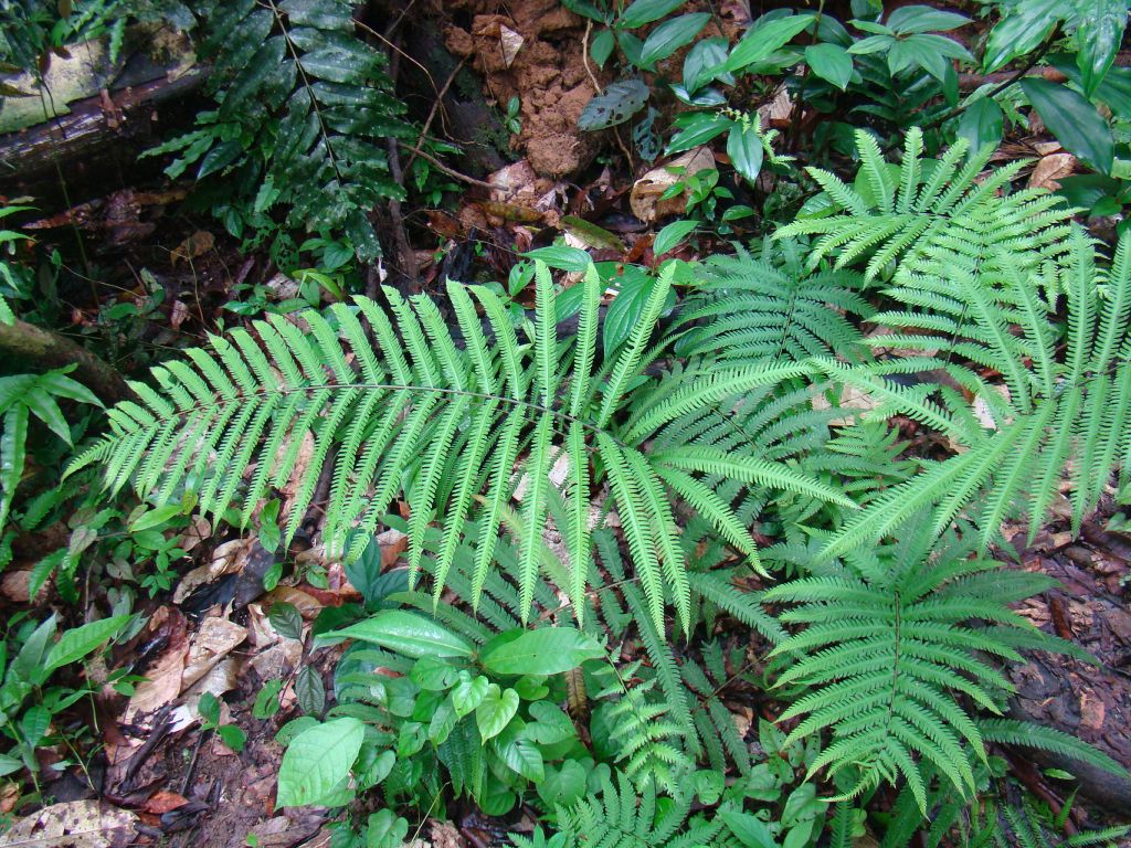 Thelypteridaceae Amblovenatum opulentum