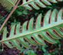 image of Pteris tripartita