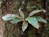 image of Elaphoglossum plumosum