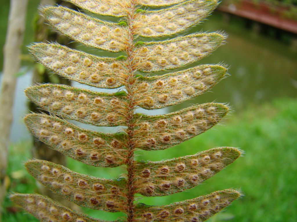 Polypodiaceae Pleopeltis hirsutissima