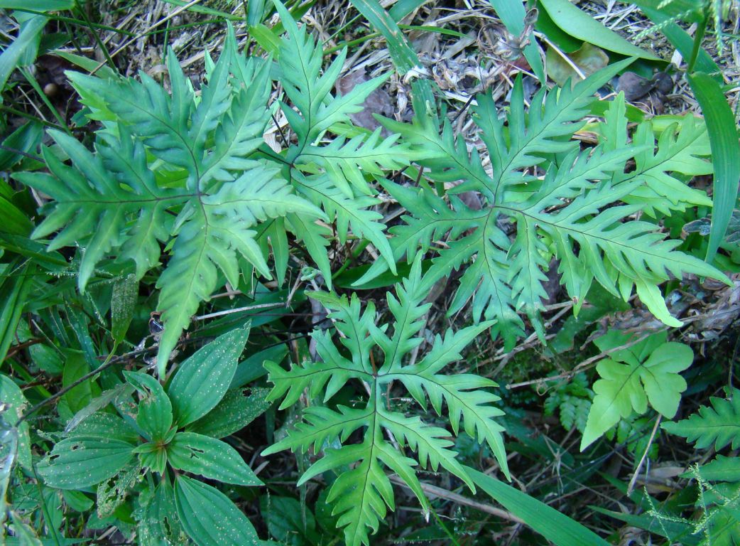 Pteridaceae Doryopteris pentagona