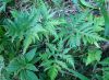 image of Doryopteris pentagona