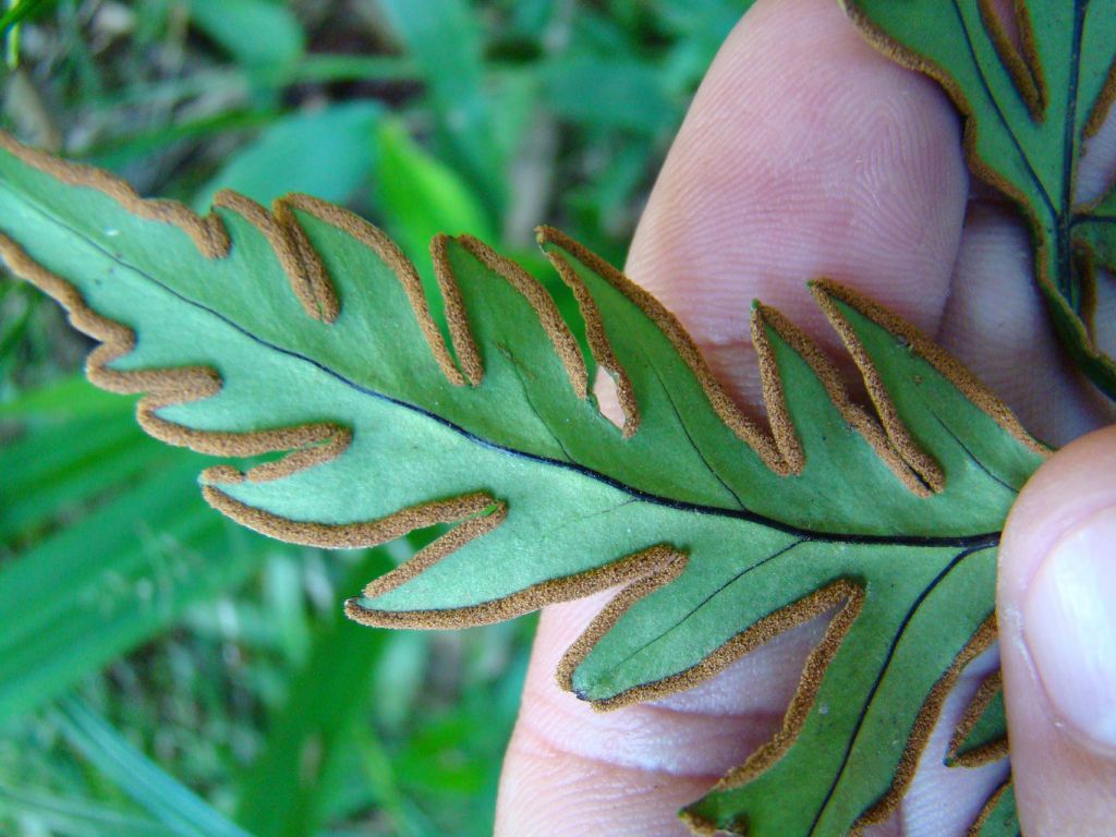 Pteridaceae Doryopteris pentagona