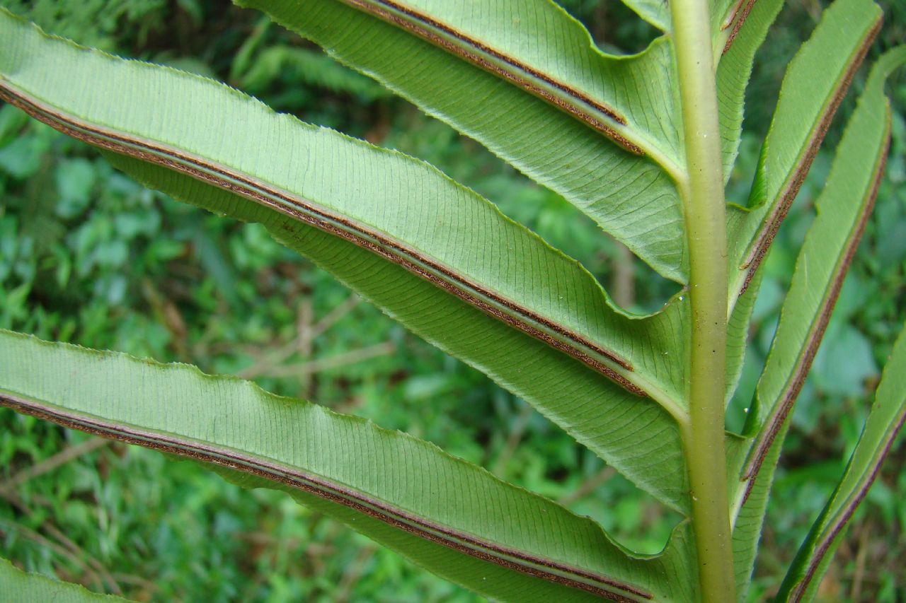 Blechnaceae Neoblechnum brasiliense
