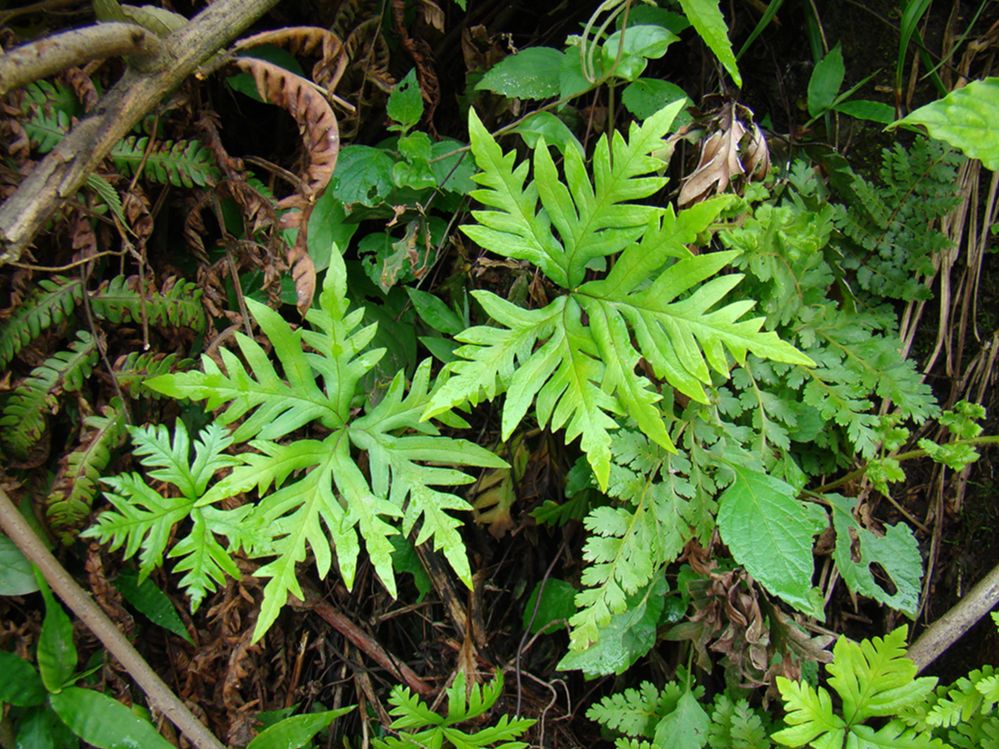 Pteridaceae Doryopteris concolor