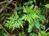 image of Doryopteris concolor