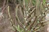 image of Doryopteris crenulans