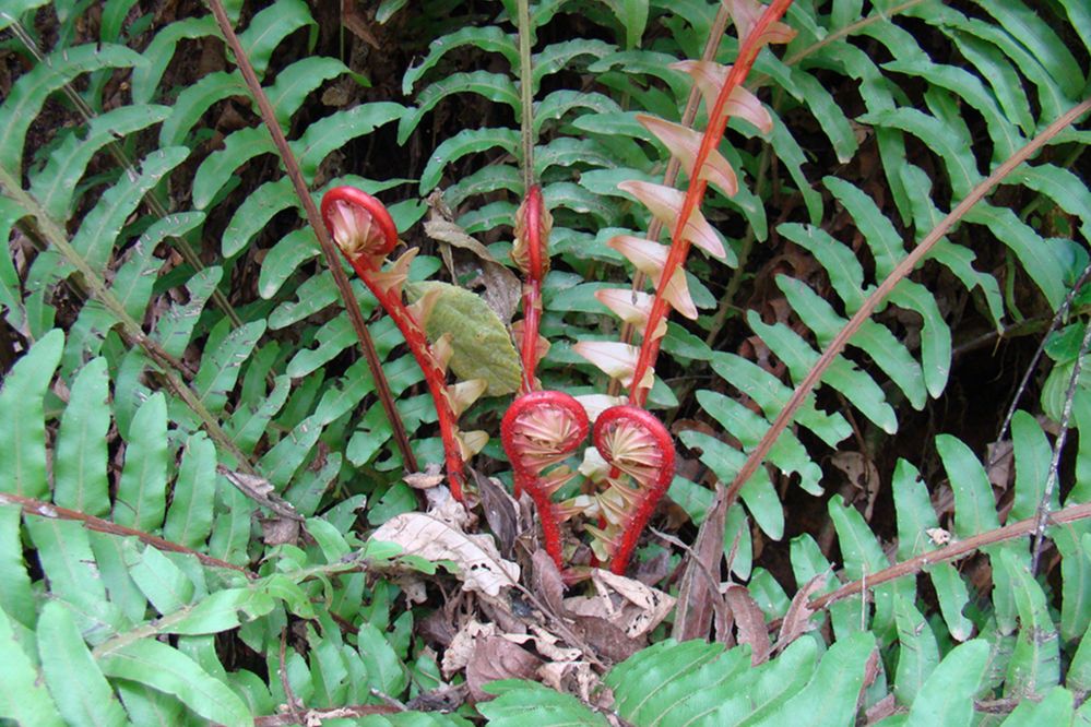 Blechnaceae Neoblechnum brasiliense