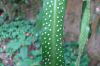 image of Campyloneurum rigidum