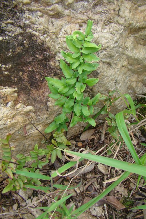 Pteridaceae Pellaea viridis