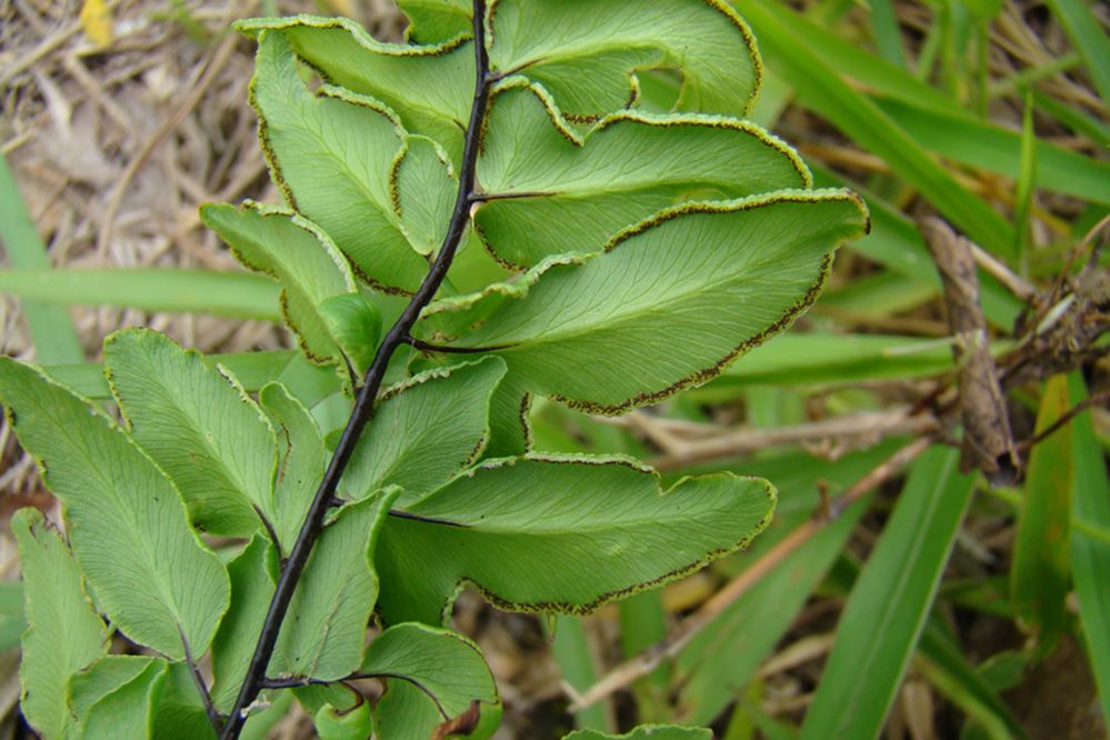 Pteridaceae Pellaea viridis