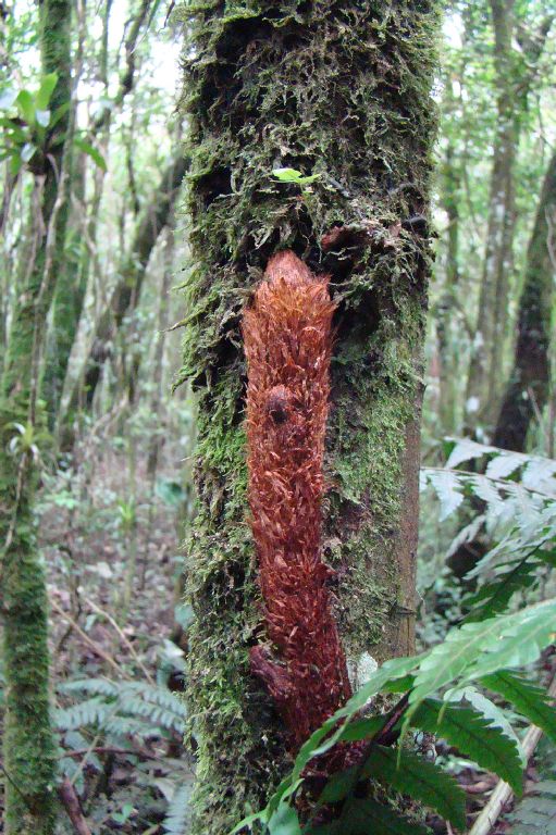 Dryopteridaceae Polybotrya cylindrica