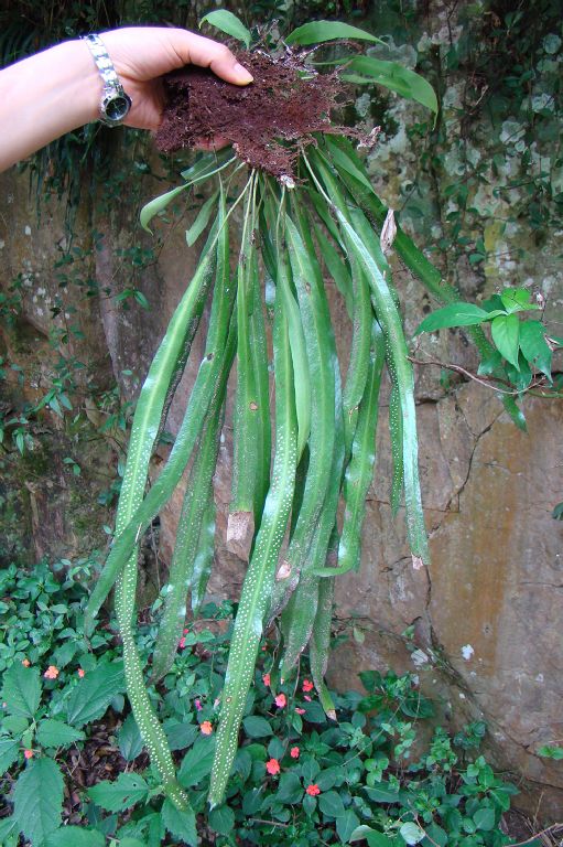 Polypodiaceae Campyloneurum rigidum