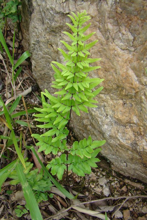 Pteridaceae Pellaea viridis