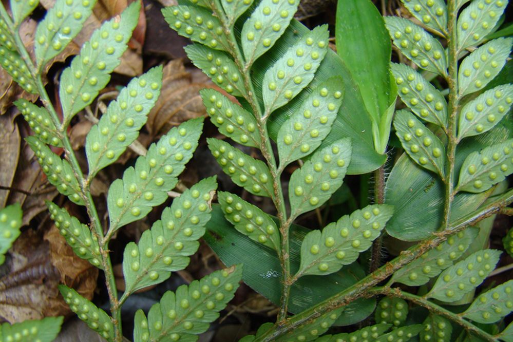 Dryopteridaceae Rumohra adiantiformis