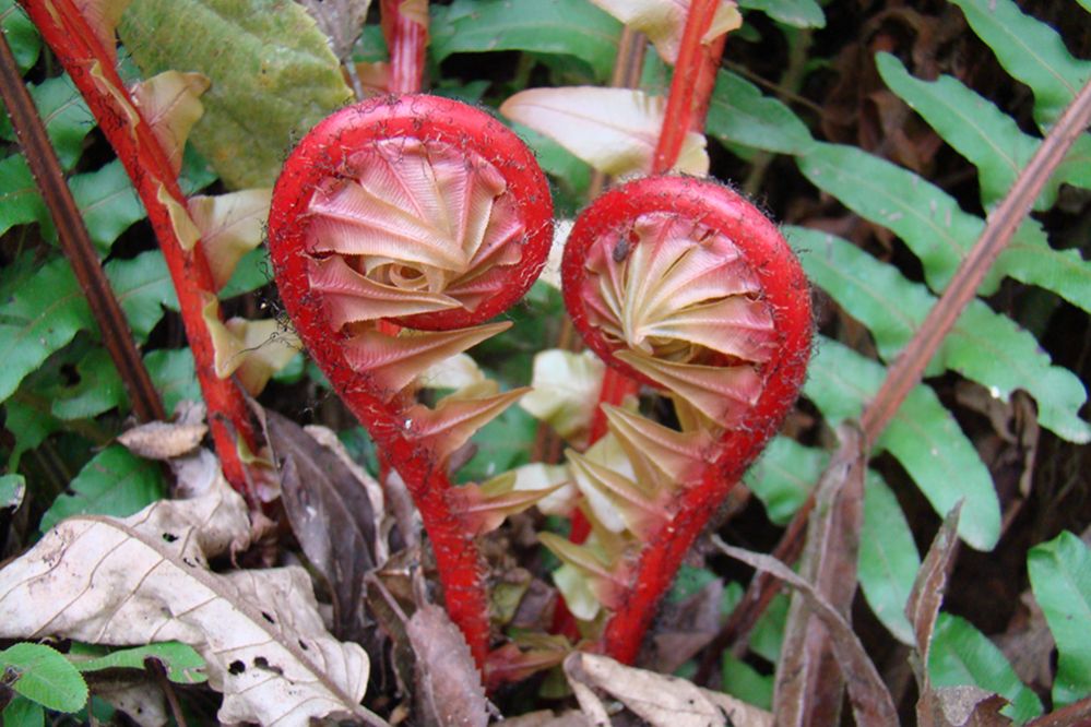 Blechnaceae Neoblechnum brasiliense