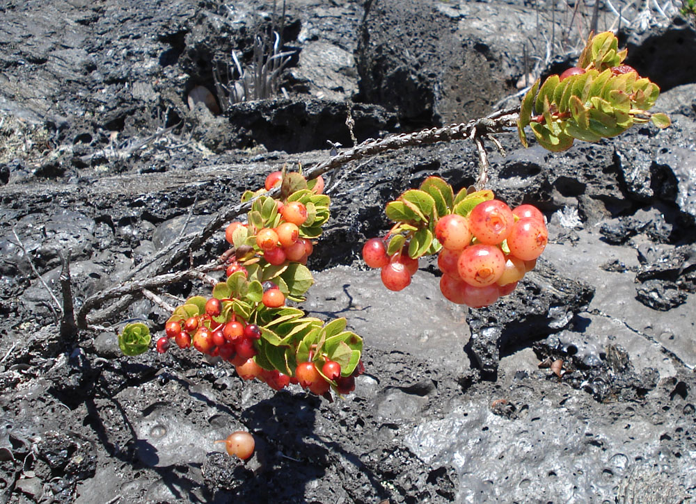 Ericaceae Vaccinium reticulatum