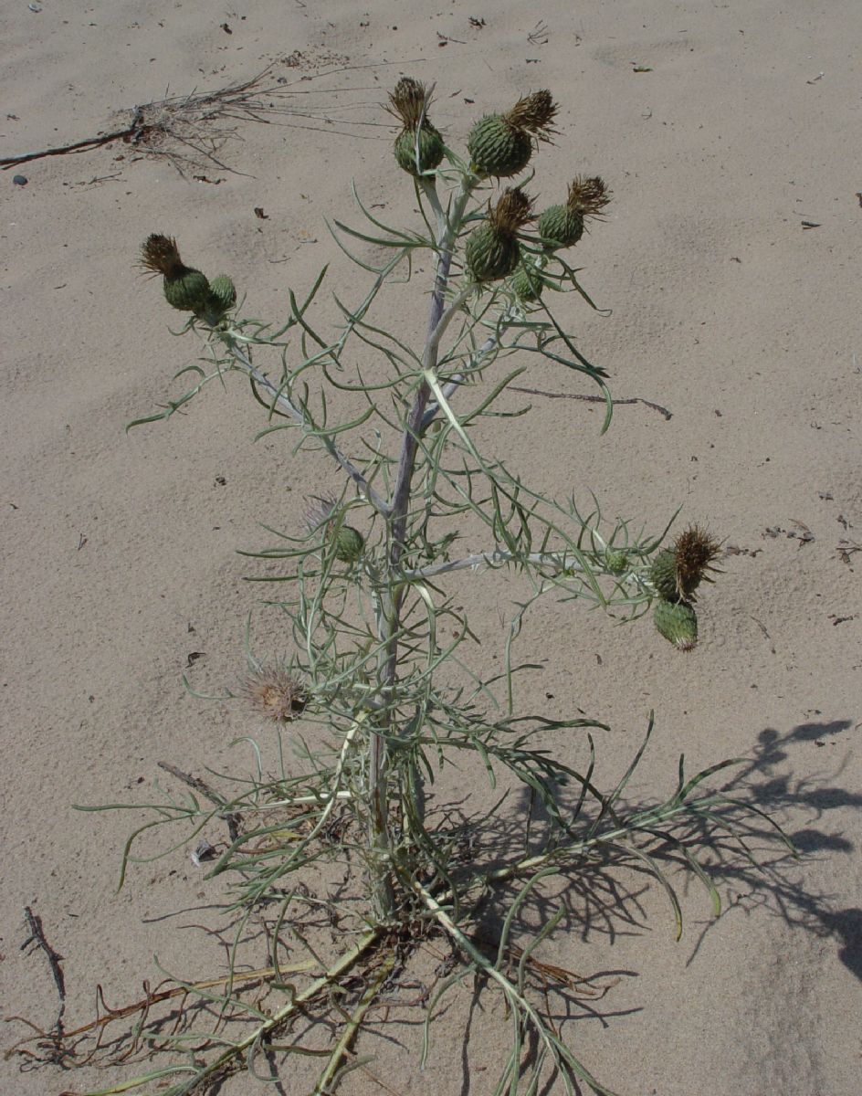 Asteraceae Cirsium pitcheri