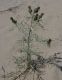 image of Cirsium pitcheri