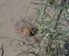 image of Cirsium pitcheri