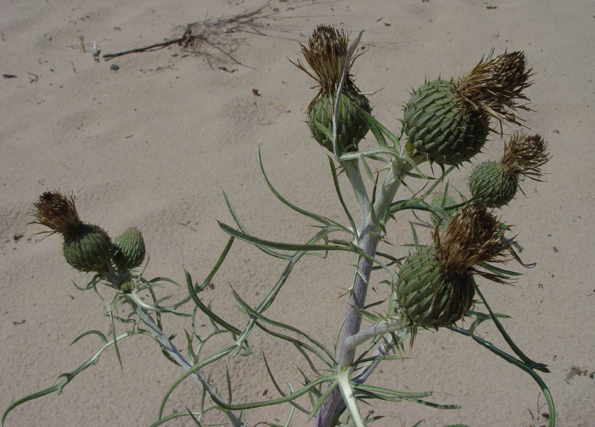 Asteraceae Cirsium pitcheri