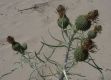 image of Cirsium pitcheri