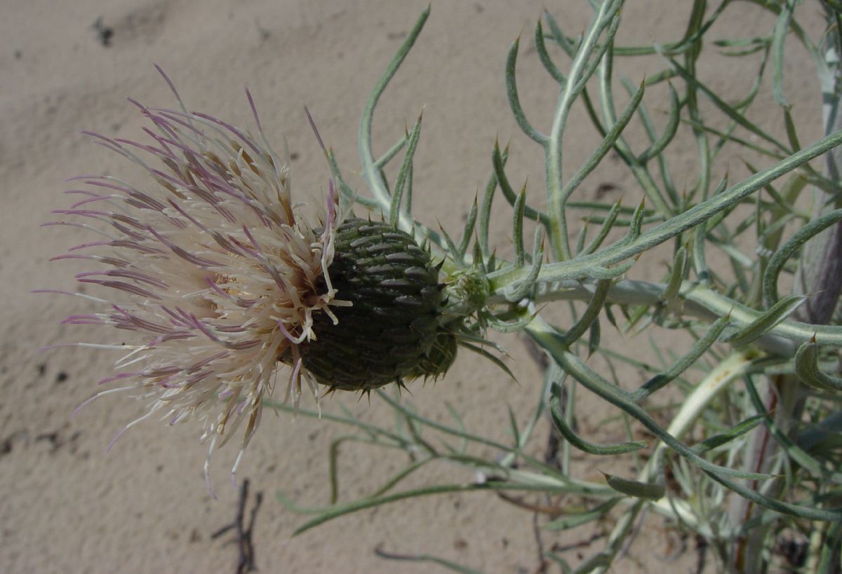 Asteraceae Cirsium pitcheri