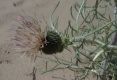 image of Cirsium pitcheri