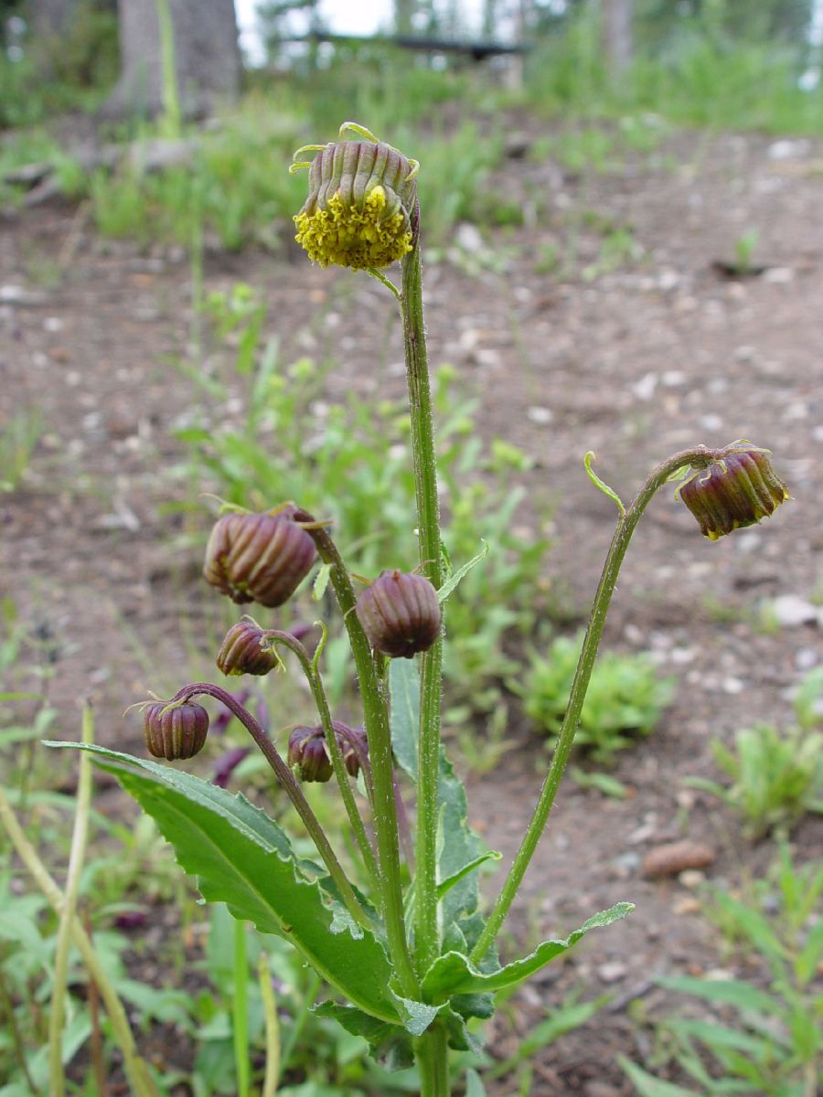 Asteraceae Senecio bigelovii