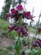 image of Penstemon whippleanus