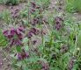 image of Penstemon whippleanus