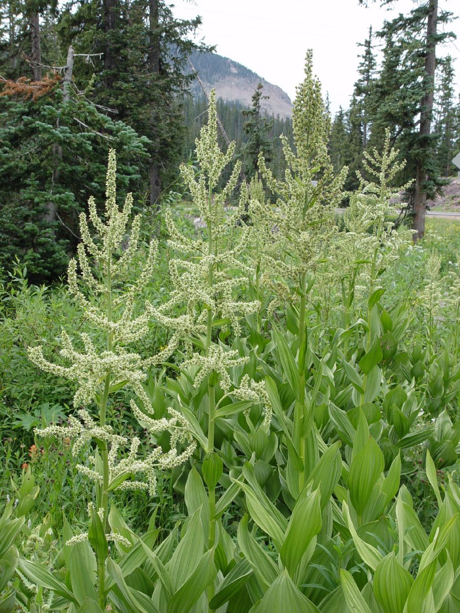 Melanthiaceae Veratrum tenuipetalum