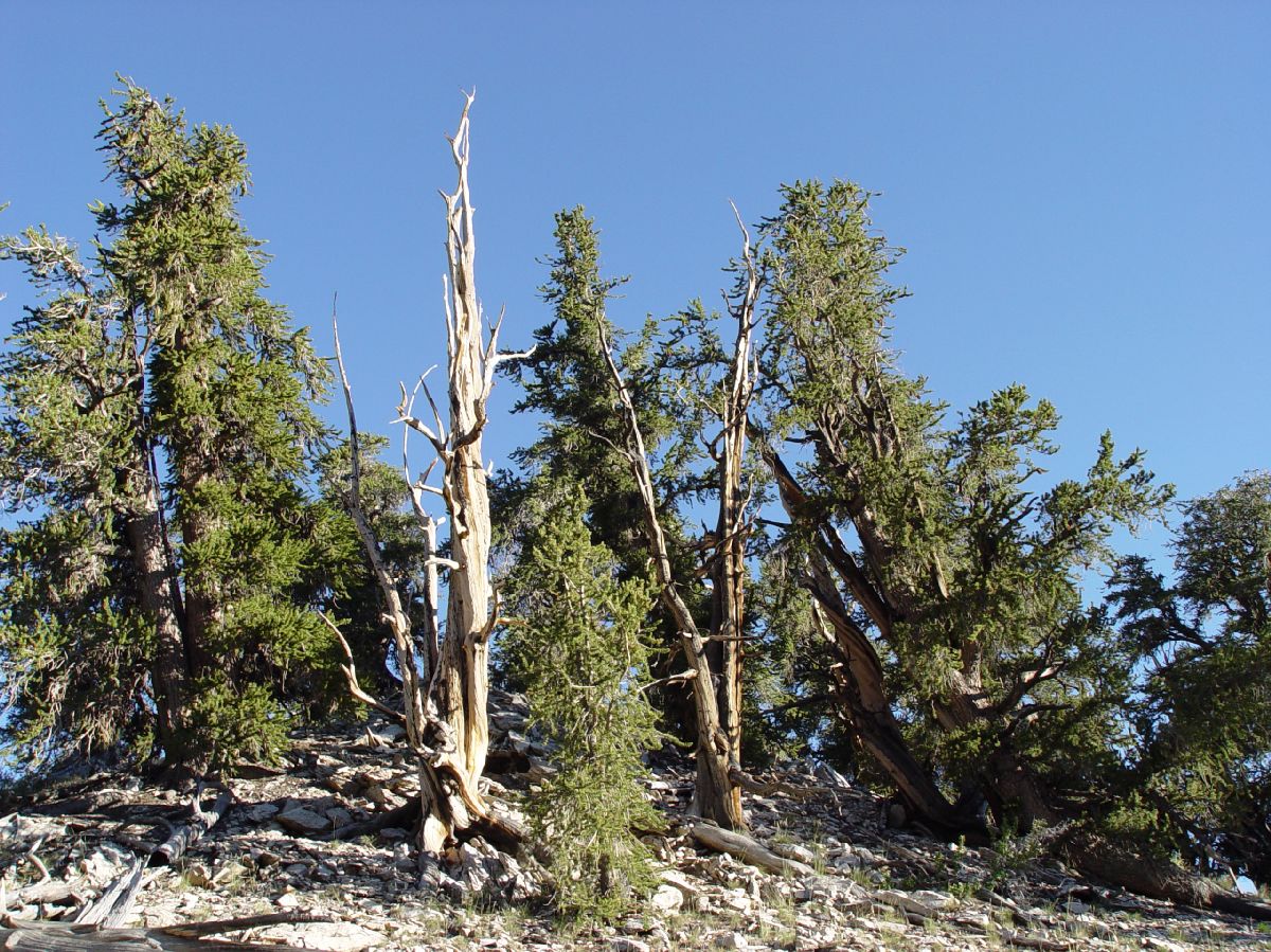 Pinaceae Pinus longaeva