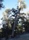 image of Pinus longaeva
