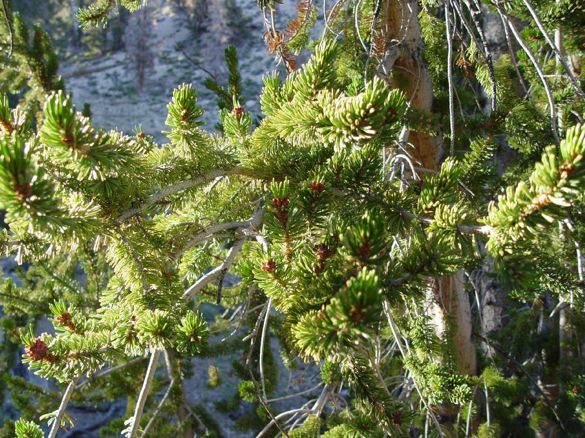 Pinaceae Pinus longaeva