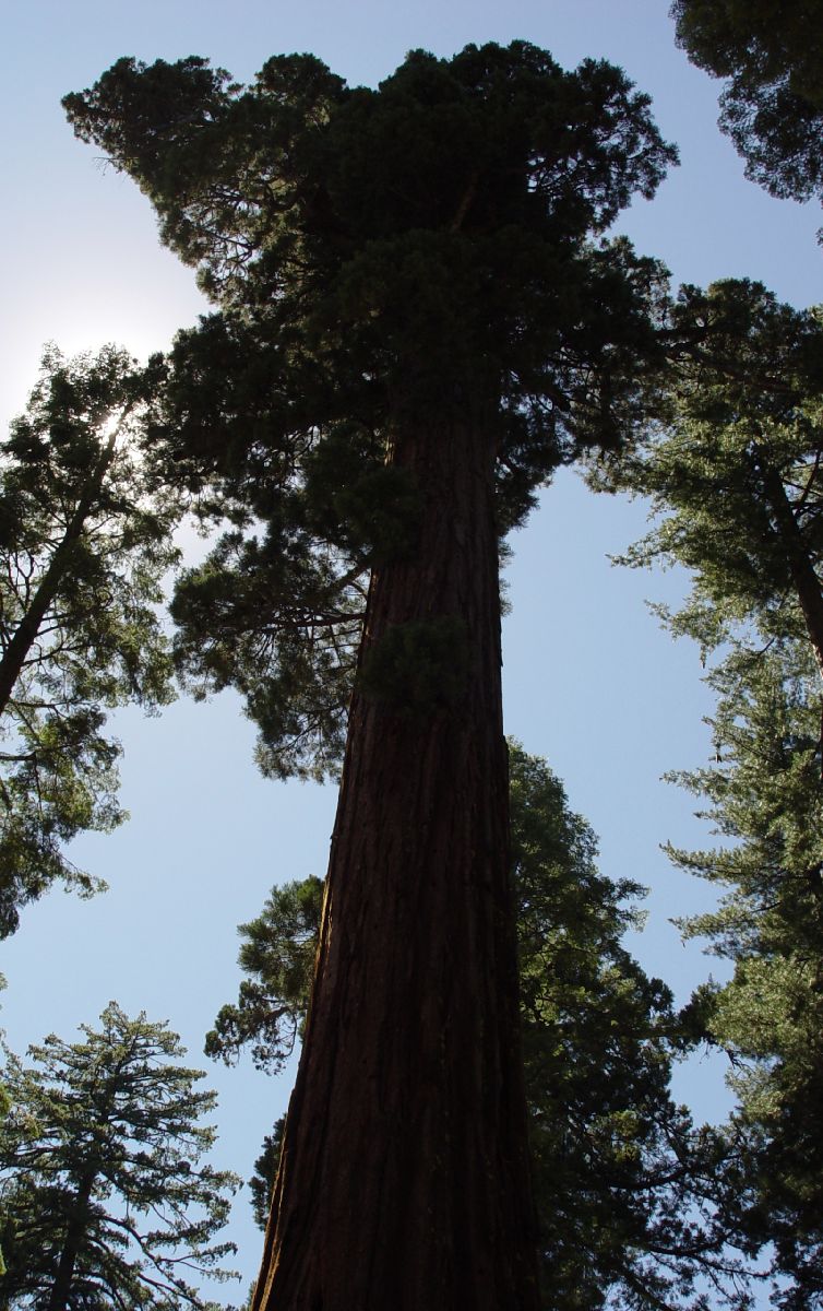 Cupressaceae Sequoiadendron giganteum